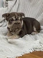 Bluey, a male French Bulldog for sale in Baroda, MI – 1 of 4