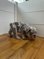Dozer, a male French Bulldog for sale in Baroda, MI – 5 of 8