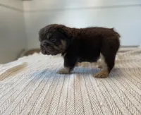 Chewy, a female French Bulldog for sale in Baroda, MI – 2 of 5
