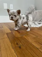 Bingo, a female French Bulldog for sale in Baroda, MI – 2 of 6