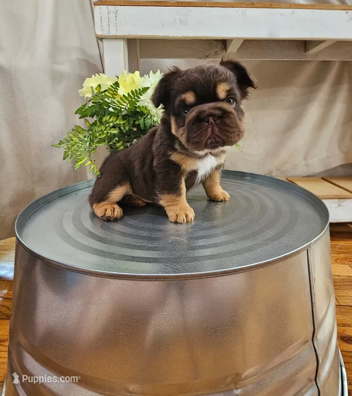 Chewy – French Bulldog puppy for sale in Baroda, MI