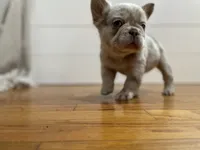 Bingo, a female French Bulldog for sale in Baroda, MI – 6 of 6
