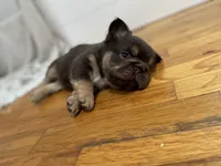 Chewy, a female French Bulldog for sale in Baroda, MI – 5 of 5