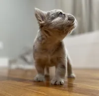 Bingo, a female French Bulldog for sale in Baroda, MI – 4 of 6