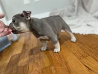 Pluto, a female French Bulldog for sale in Baroda, MI – 6 of 6
