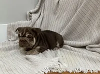 Bluey, a male French Bulldog for sale in Baroda, MI – 2 of 4