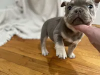 Pluto, a female French Bulldog for sale in Baroda, MI – 5 of 6