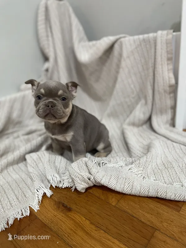 Pluto – French Bulldog puppy for sale in Baroda, MI