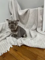 Pluto, a female French Bulldog for sale in Baroda, MI – 1 of 6