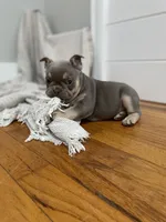 Pluto, a female French Bulldog for sale in Baroda, MI – 4 of 6
