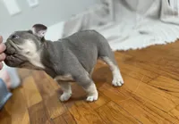 Pluto, a female French Bulldog for sale in Baroda, MI – 2 of 6