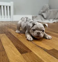 Pork Chop, a male French Bulldog for sale in Baroda, MI – 4 of 5
