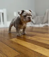 Pork Chop, a male French Bulldog for sale in Baroda, MI – 3 of 5