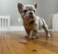 Bingo, a female French Bulldog for sale in Baroda, MI – 5 of 6