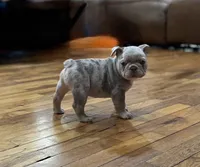 Pork Chop, a male French Bulldog for sale in Baroda, MI – 1 of 5