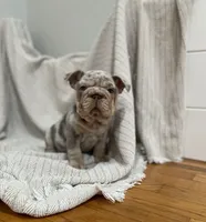 Dozer, a male French Bulldog for sale in Baroda, MI – 4 of 8