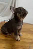 Purps, a female French Bulldog for sale in Baroda, MI – 2 of 4