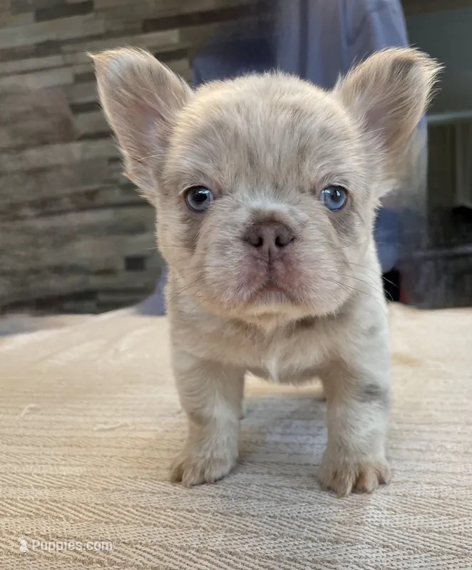 Bingo – French Bulldog puppy for sale in Baroda, MI
