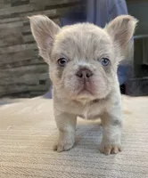 Bingo, a female French Bulldog for sale in Baroda, MI – 1 of 6