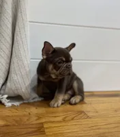 Purps, a female French Bulldog for sale in Baroda, MI – 3 of 4