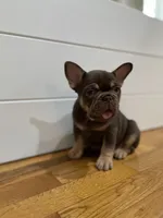 Purps, a female French Bulldog for sale in Baroda, MI – 4 of 4