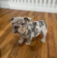 Dozer, a male French Bulldog for sale in Baroda, MI – 3 of 8