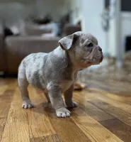 Pork Chop, a male French Bulldog for sale in Baroda, MI – 2 of 5