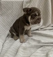 Bluey, a male French Bulldog for sale in Baroda, MI – 3 of 4