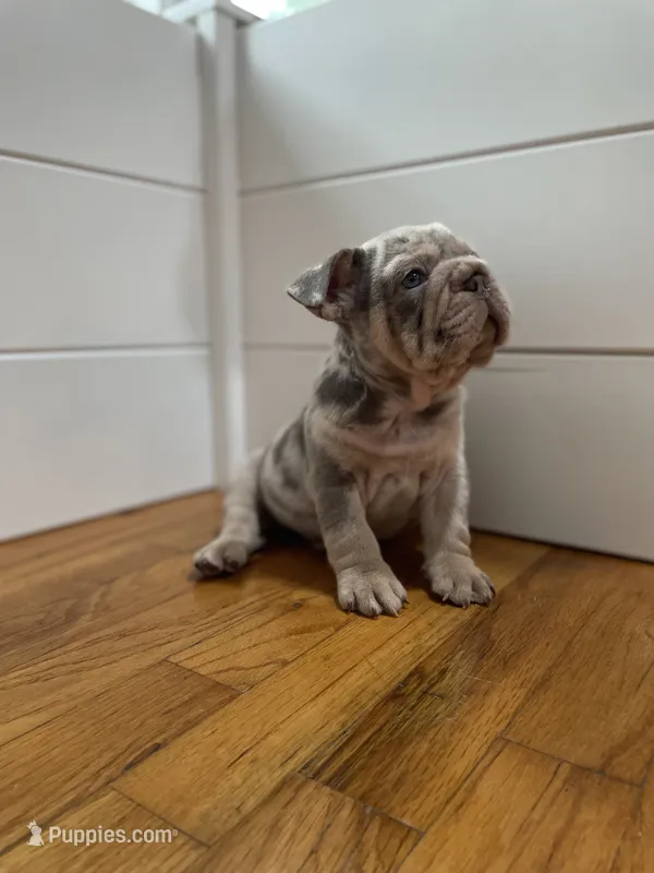 Dozer – French Bulldog puppy for sale in Baroda, MI