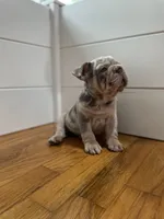 Dozer, a male French Bulldog for sale in Baroda, MI – 1 of 8