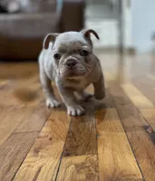 Pork Chop, a male French Bulldog for sale in Baroda, MI – 5 of 5