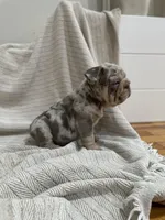 Dozer, a male French Bulldog for sale in Baroda, MI – 8 of 8