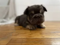 Chewy, a female French Bulldog for sale in Baroda, MI – 4 of 5