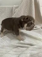 Bluey, a male French Bulldog for sale in Baroda, MI – 4 of 4
