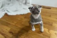 Pluto, a female French Bulldog for sale in Baroda, MI – 3 of 6