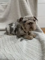 Dozer, a male French Bulldog for sale in Baroda, MI – 6 of 8