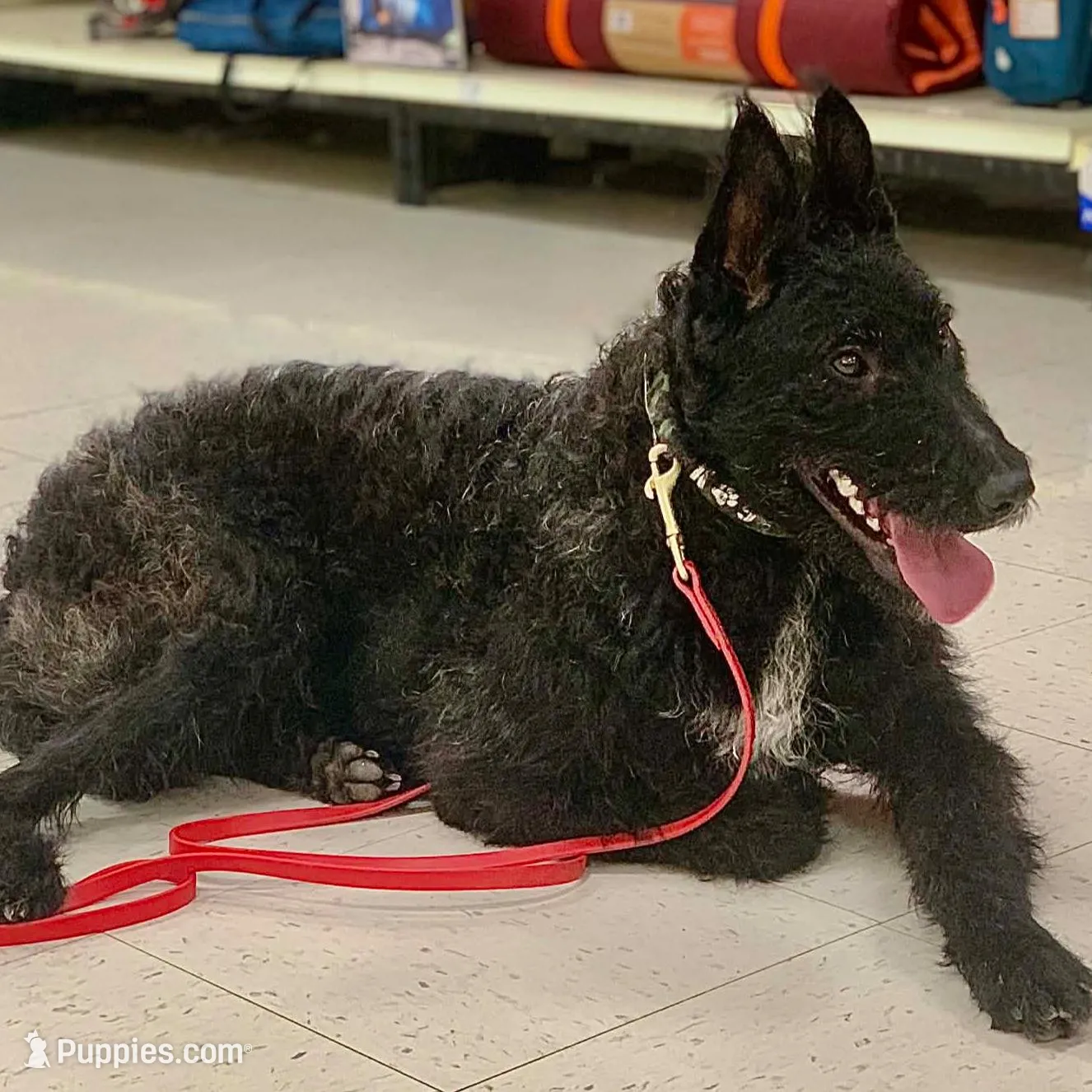 Lilly, a female Dutch Shepherd for sale in Charleston, WV – Photo 2 of 7