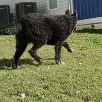 Lilly, a female Dutch Shepherd for sale in Charleston, WV – Photo 6 of 7