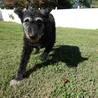 Lilly, a female Dutch Shepherd for sale in Charleston, WV – Photo 3 of 7