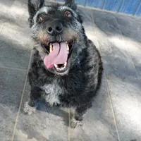 Lilly, a female Dutch Shepherd for sale in Charleston, WV – Photo 7 of 7