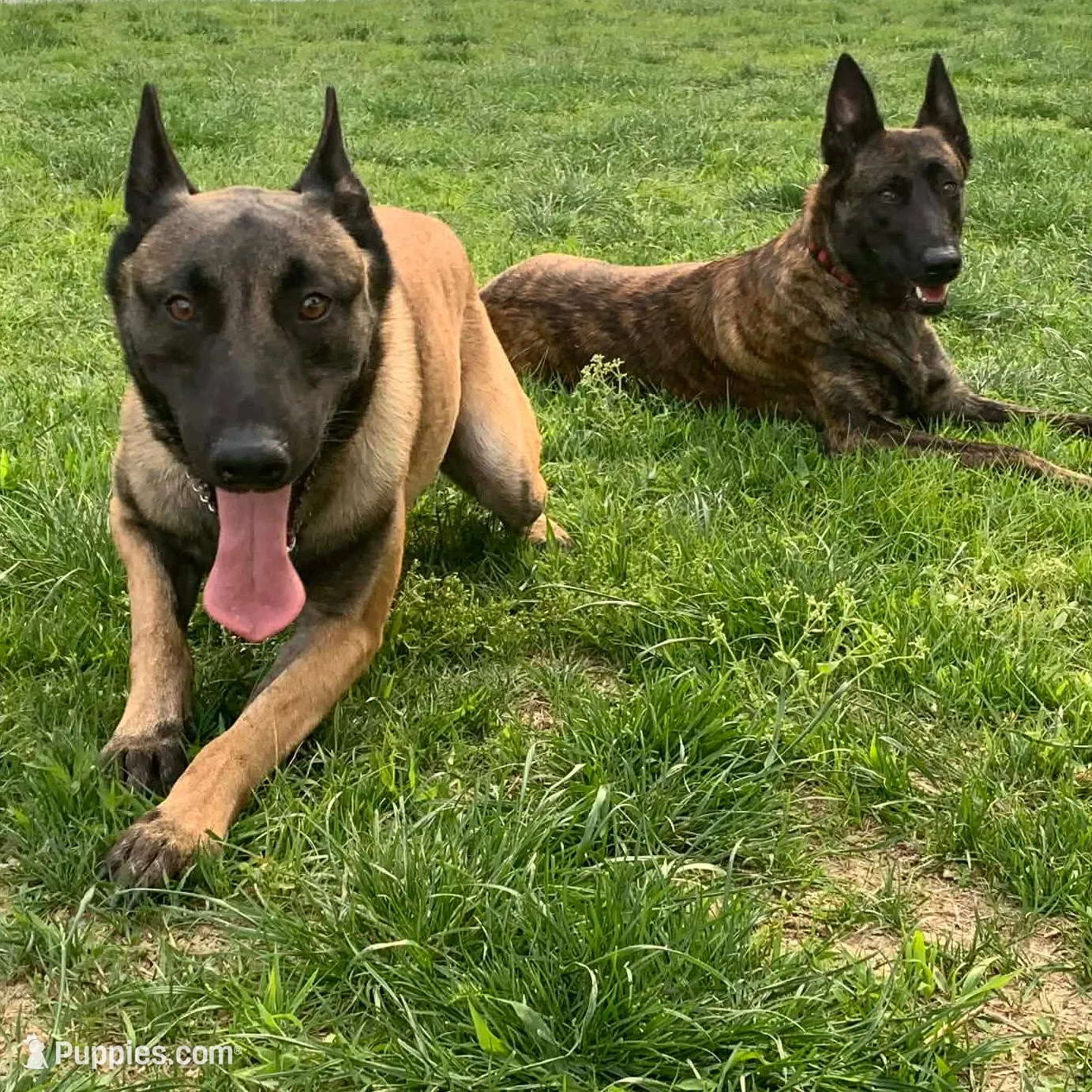 Dean - Rehoming, a male Belgian Malinois for sale in Charleston, WV – Photo 7 of 8