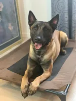 Dean - Rehoming, a male Belgian Malinois for sale in Charleston, WV – Photo 2 of 8