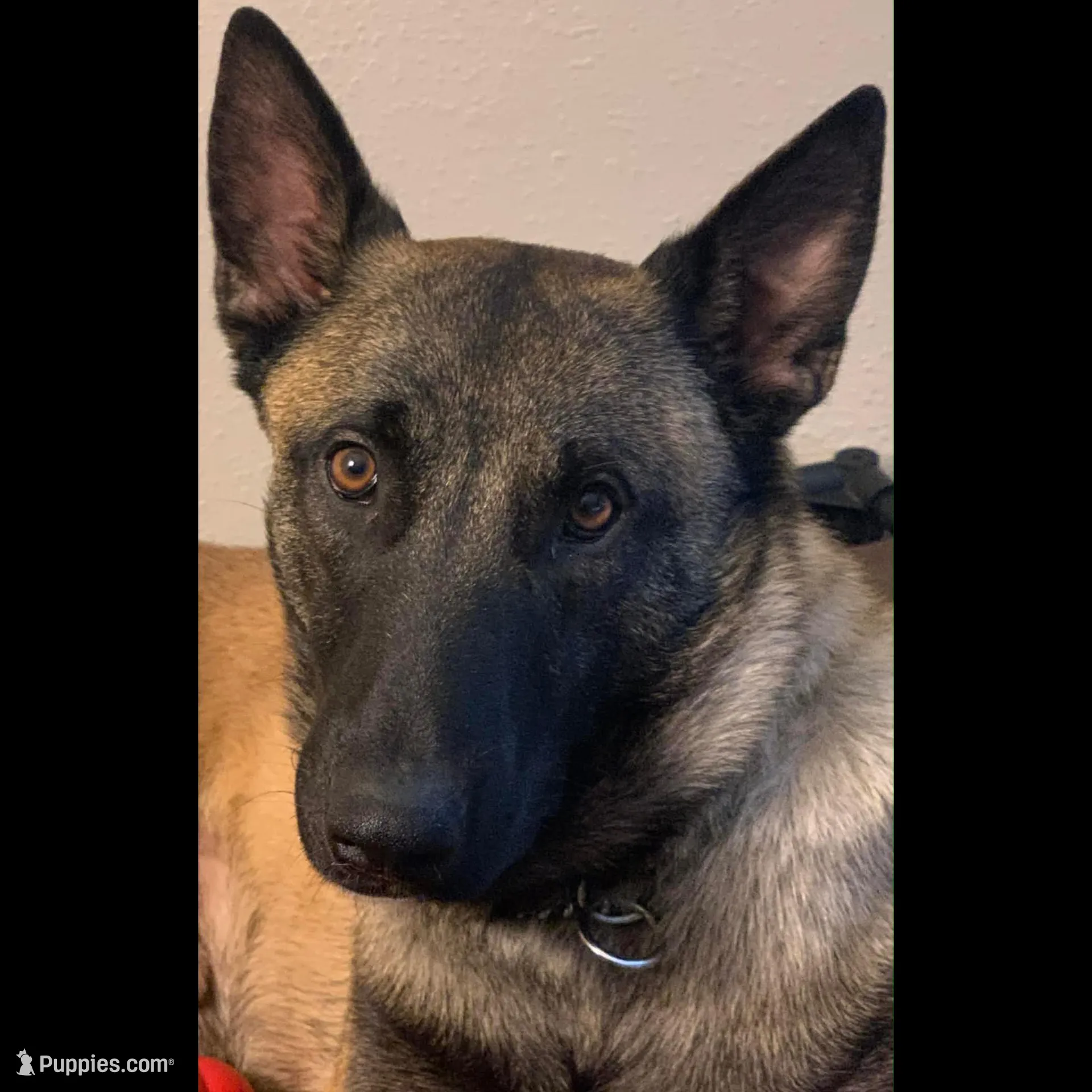 Dean - Rehoming, a male Belgian Malinois for sale in Charleston, WV – Photo 3 of 8