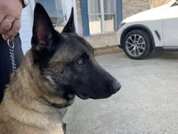 Dean - Rehoming, a male Belgian Malinois for sale in Charleston, WV – Photo 8 of 8