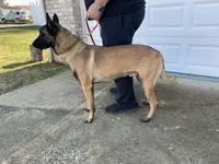 Dean - Rehoming, a male Belgian Malinois for sale in Charleston, WV – Photo 4 of 8