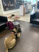 Dean - Rehoming, a male Belgian Malinois for sale in Charleston, WV – Photo 5 of 8