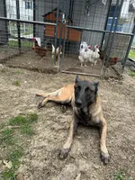 Dean - Rehoming, a male Belgian Malinois for sale in Charleston, WV – Photo 6 of 8