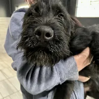 Marva, a female Black Russian Terrier and Rottweiler for sale in Charleston, WV – Photo 2 of 3