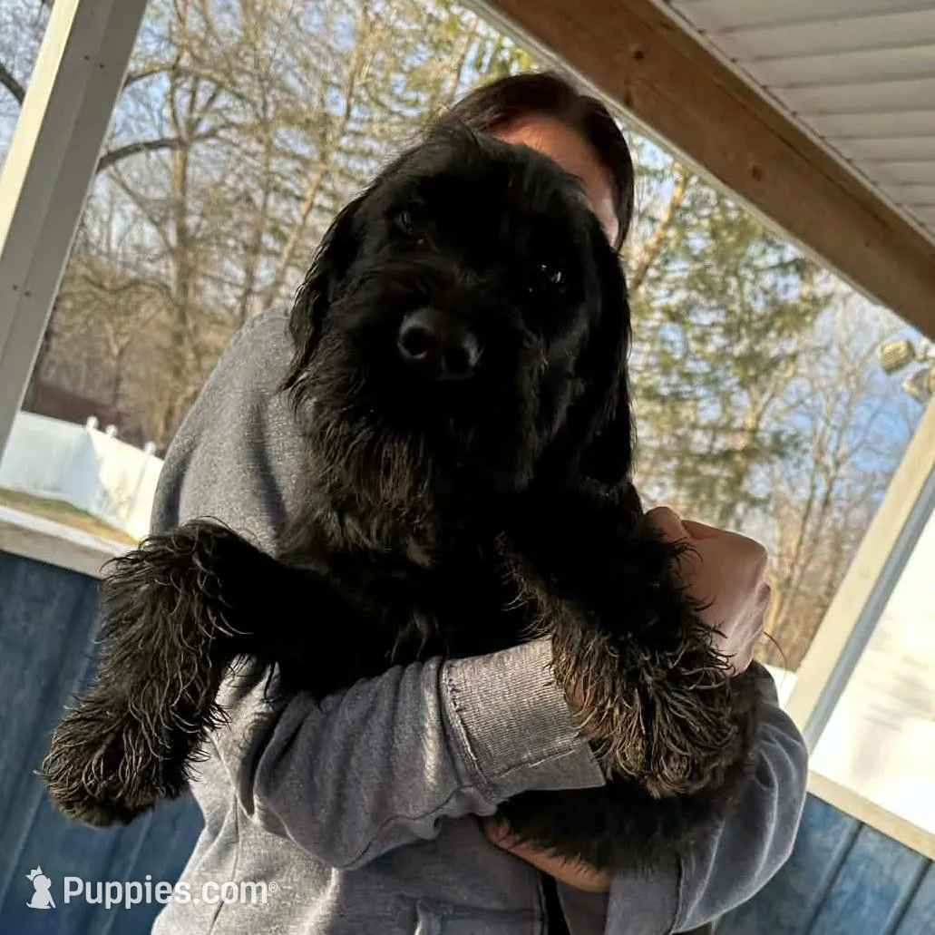 Marva, a female Black Russian Terrier and Rottweiler for sale in Charleston, WV – Photo 3 of 3