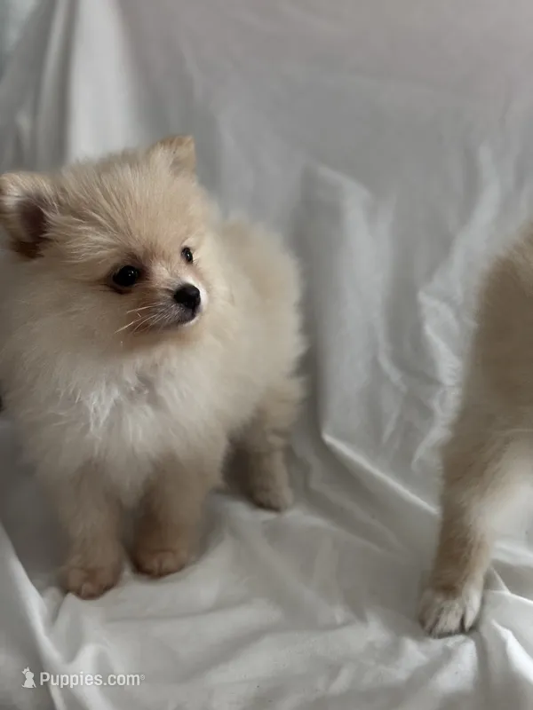 Frappuccino – Pomeranian puppy for sale in Greenville, SC